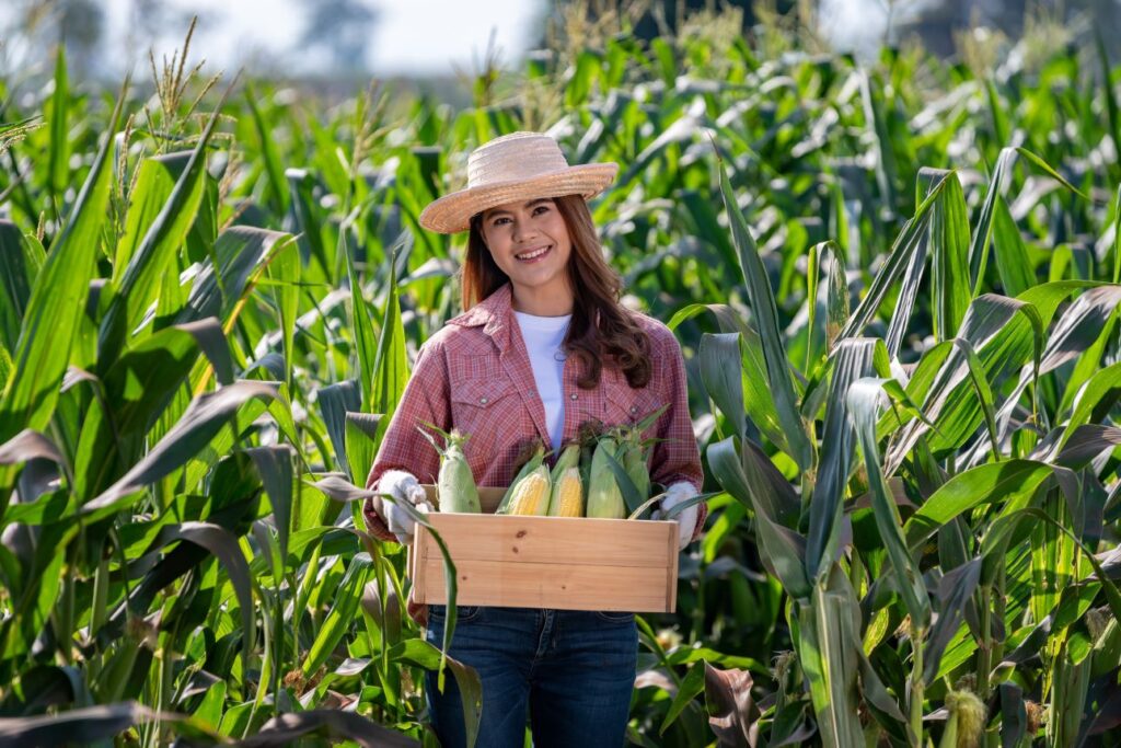 Woman Picking Corn in Lunox Garden