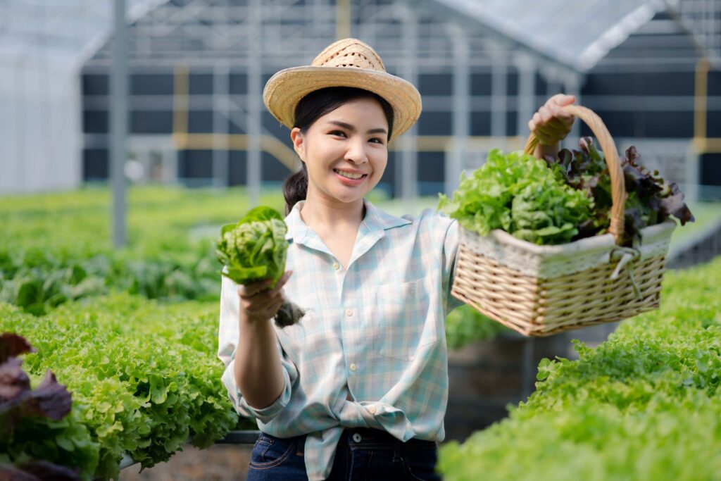Woman Harvesting lettuce at Garden